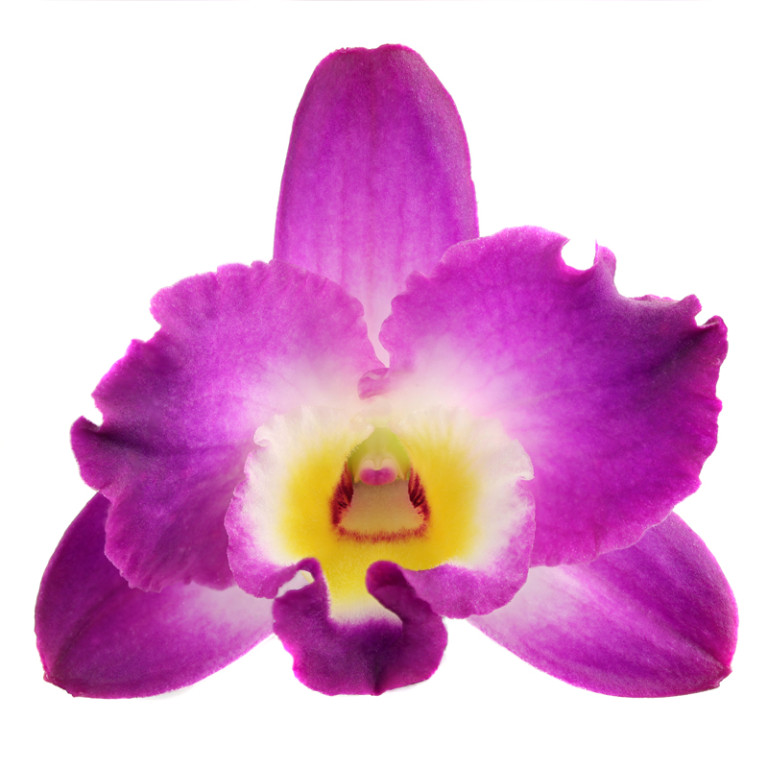 Florallure Akatsuki Flower De Hoog Orchids