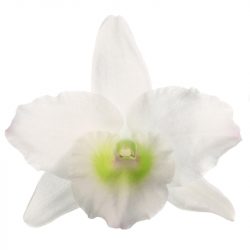 florallure-appolon-flower