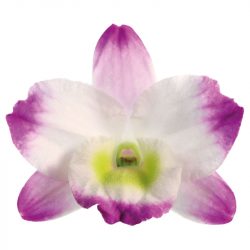 florallure-irene-smile-flower